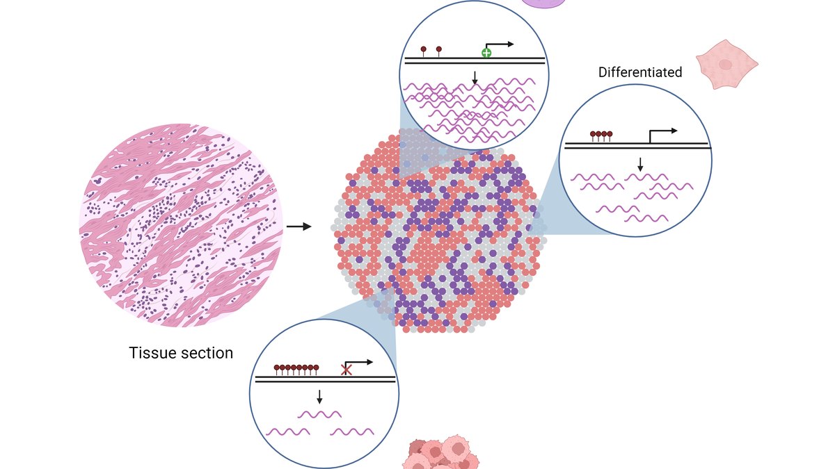 DNA methylation and the epigenome — the reversible molecular writing that epigenetic restoration renews toward a youthful pattern; a Panacea Bio Chem record by Bogdan Dicoias